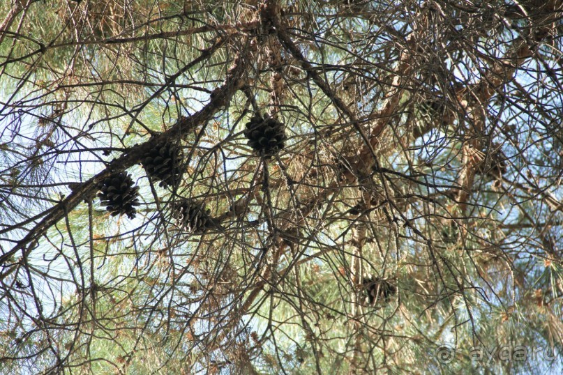 Отзыв номер 2 с фотографиями (Читайте про Искью в моих Путешествиях)