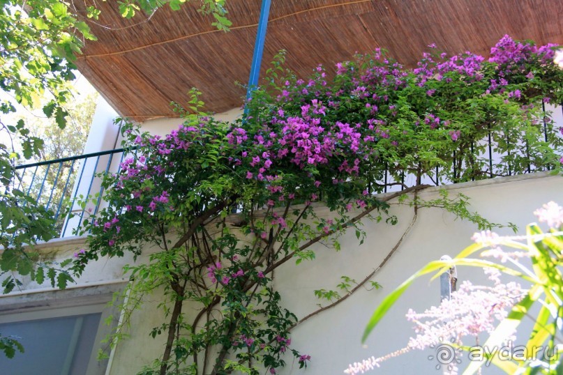 Отзыв номер 2 с фотографиями (Читайте про Искью в моих Путешествиях)