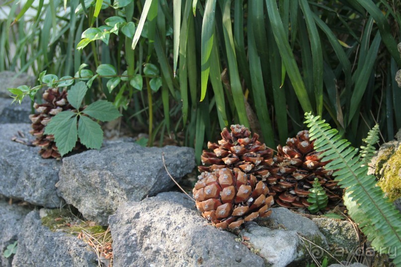 Отзыв номер 2 с фотографиями (Читайте про Искью в моих Путешествиях)
