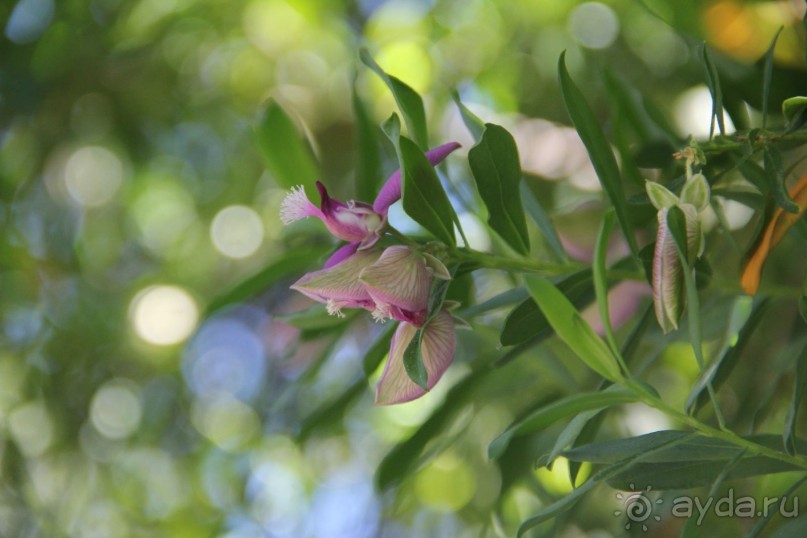 Отзыв номер 2 с фотографиями (Читайте про Искью в моих Путешествиях)