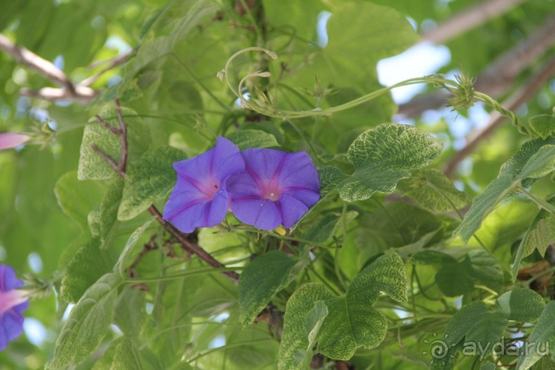 Отзыв номер 2 с фотографиями (Читайте про Искью в моих Путешествиях)