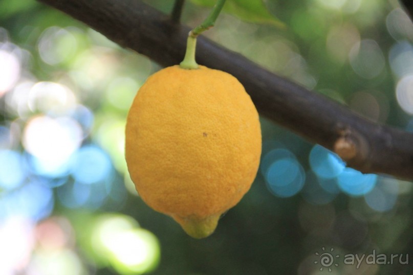 Отзыв номер 2 с фотографиями (Читайте про Искью в моих Путешествиях)