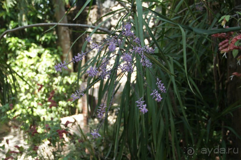 Отзыв номер 2 с фотографиями (Читайте про Искью в моих Путешествиях)