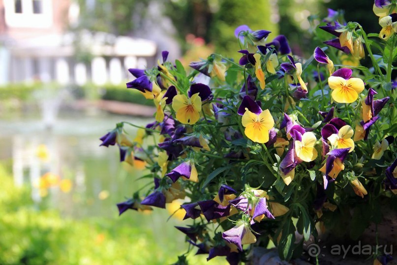 Музей Ван Лоона, Музей Гелвинка Хинлопена, Музей Виллета Холтхюйзена в Амстердаме.