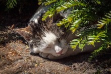 Музей Ван Лоона, Музей Гелвинка Хинлопена, Музей Виллета Холтхюйзена в Амстердаме.