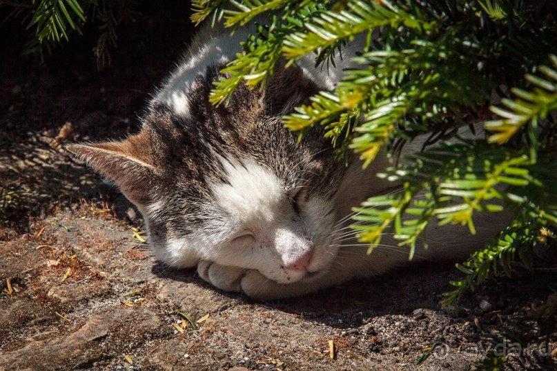 Музей Ван Лоона, Музей Гелвинка Хинлопена, Музей Виллета Холтхюйзена в Амстердаме.