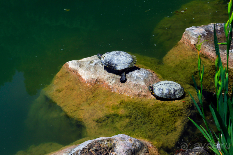 Парк Парадиз. Санаторий Айвазовское. Партенит. Крым