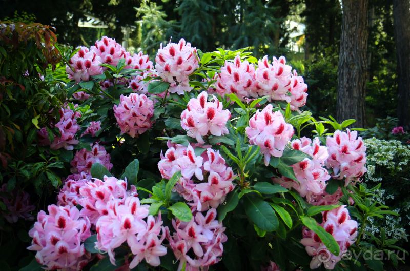 Парк Парадиз. Санаторий Айвазовское. Партенит. Крым