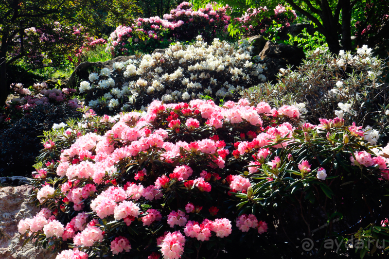 Парк Парадиз. Санаторий Айвазовское. Партенит. Крым