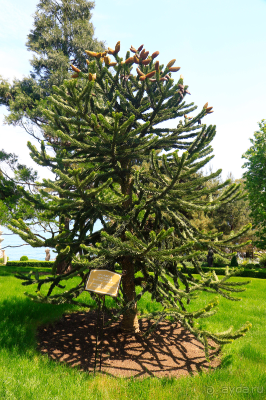 Парк Парадиз. Санаторий Айвазовское. Партенит. Крым