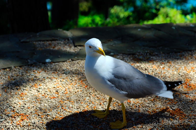 Парк Парадиз. Санаторий Айвазовское. Партенит. Крым