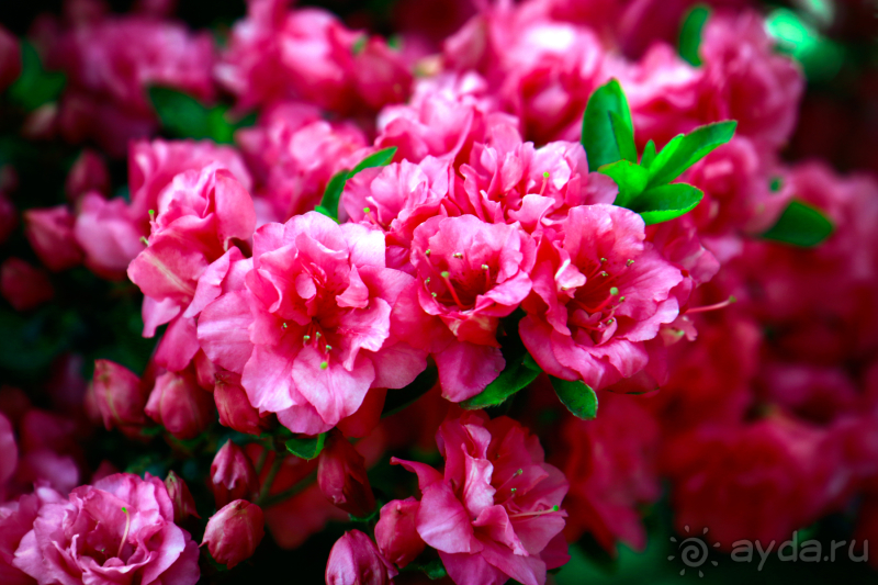 Парк Парадиз. Санаторий Айвазовское. Партенит. Крым