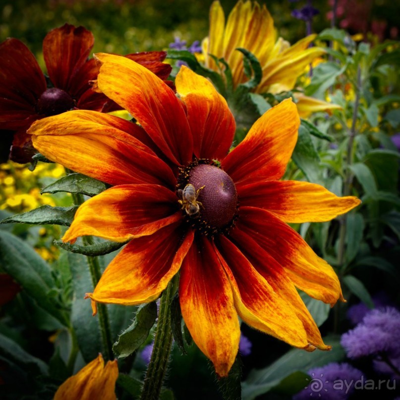 Рига, окрестности. Рундальский дворец и сад. Архитектор Франческо Бартоломео Растрелли.