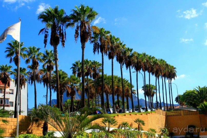 Пальмы напротив входа в отель