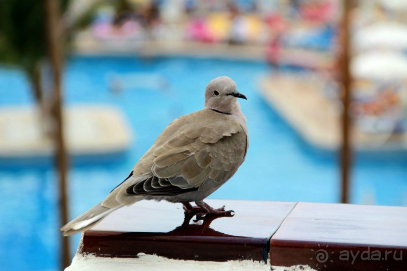 Средиземноморская птица, которая отказывалась куковать, только созерцала.))