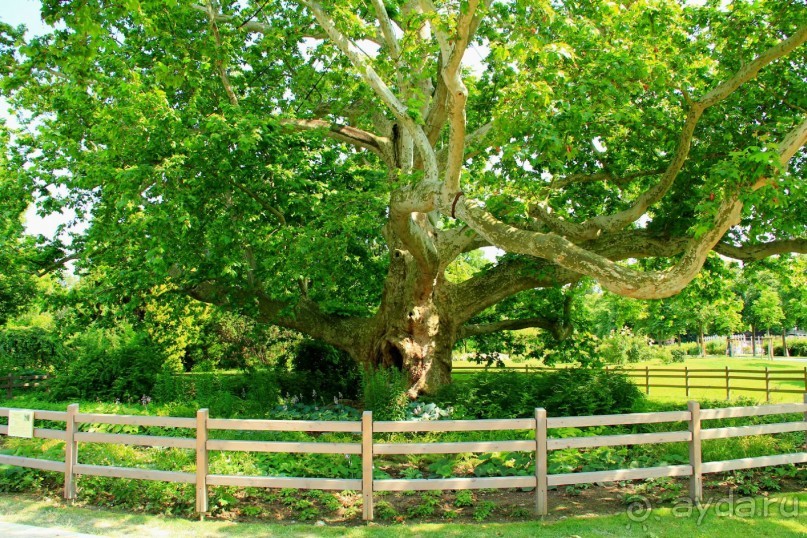 Летом Вена великолепна