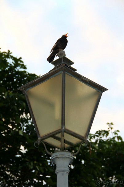 Летом Вена великолепна