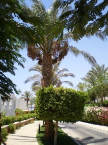фото Melton Tiran Resort 