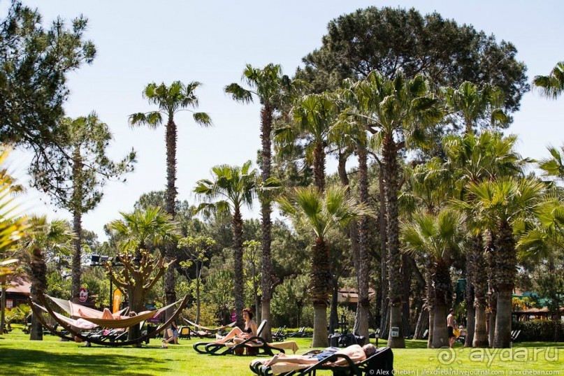 фото Balmy Foresta 