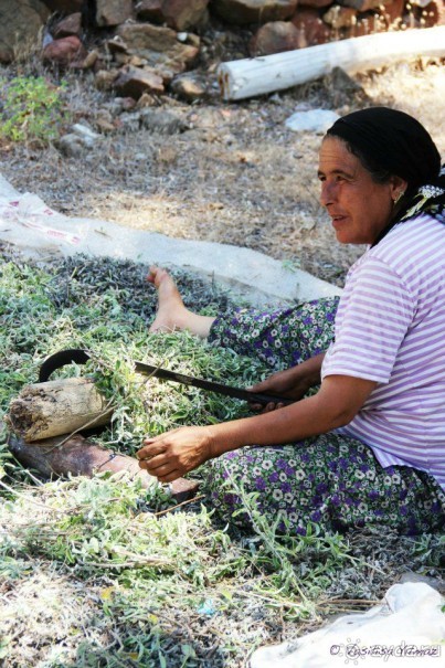 Пригоршня Эгейского тумана / Турция, Гёджек