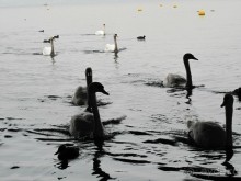 Охота на гусей или Швейцария за 52 часа