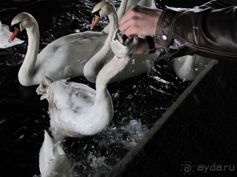 Охота на гусей или Швейцария за 52 часа