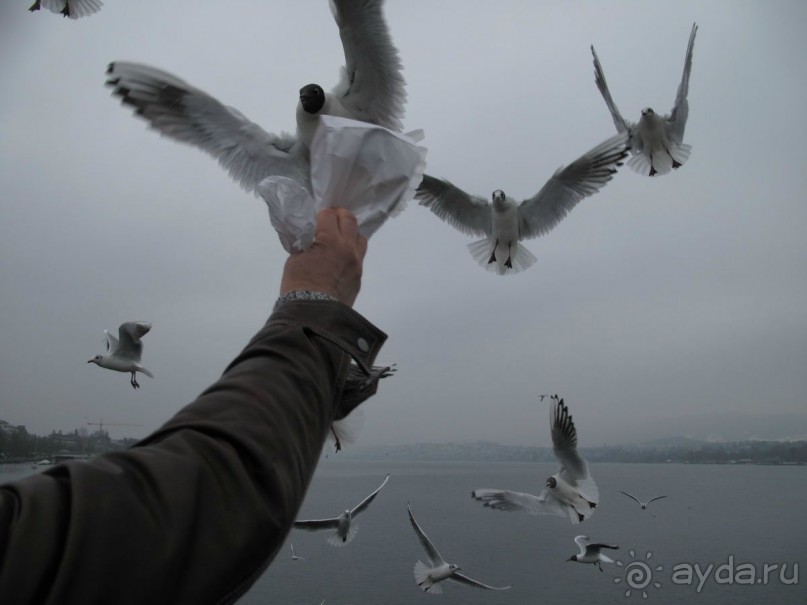 Охота на гусей или Швейцария за 52 часа