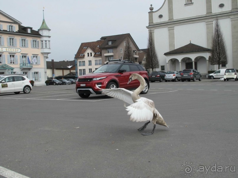 Охота на гусей или Швейцария за 52 часа