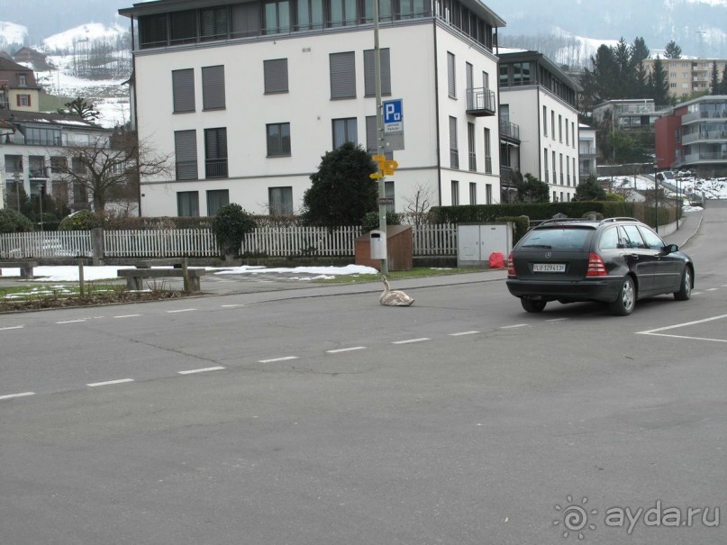 Охота на гусей или Швейцария за 52 часа