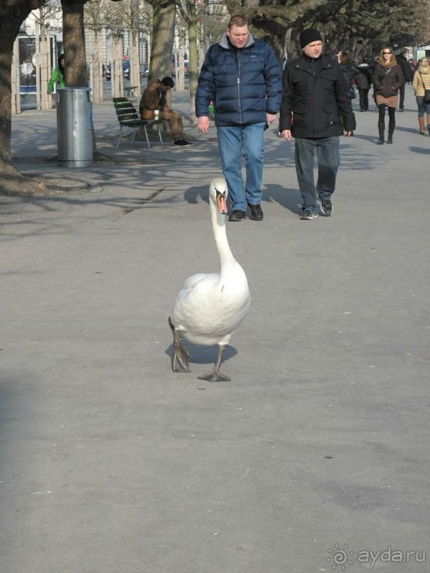 Охота на гусей или Швейцария за 52 часа