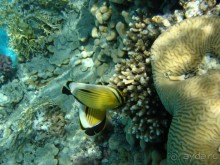 фото Continental Garden Reef Resort