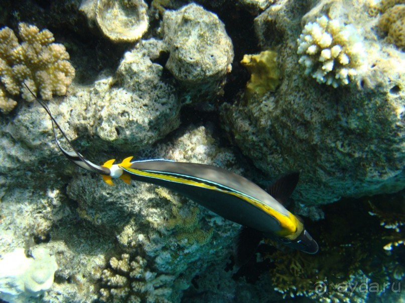 фото Continental Garden Reef Resort