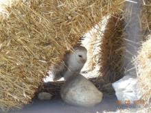 Мадрид в деталях для детей 5-6 лет и не только.