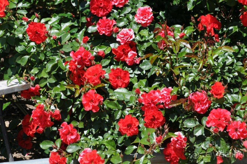 Мадрид в деталях для детей 5-6 лет и не только.