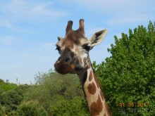 Мадрид в деталях для детей 5-6 лет и не только.