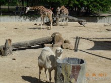 Мадрид в деталях для детей 5-6 лет и не только.