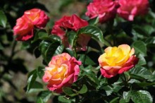 Мадрид в деталях для детей 5-6 лет и не только.