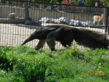 Мадрид в деталях для детей 5-6 лет и не только.