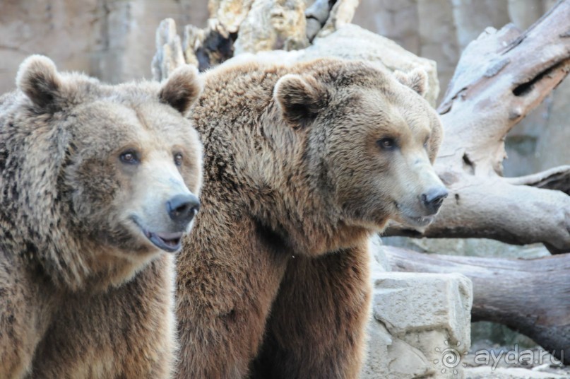 Мадрид в деталях для детей 5-6 лет и не только.