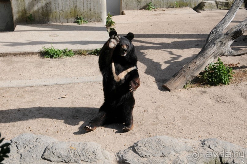 Мадрид в деталях для детей 5-6 лет и не только.