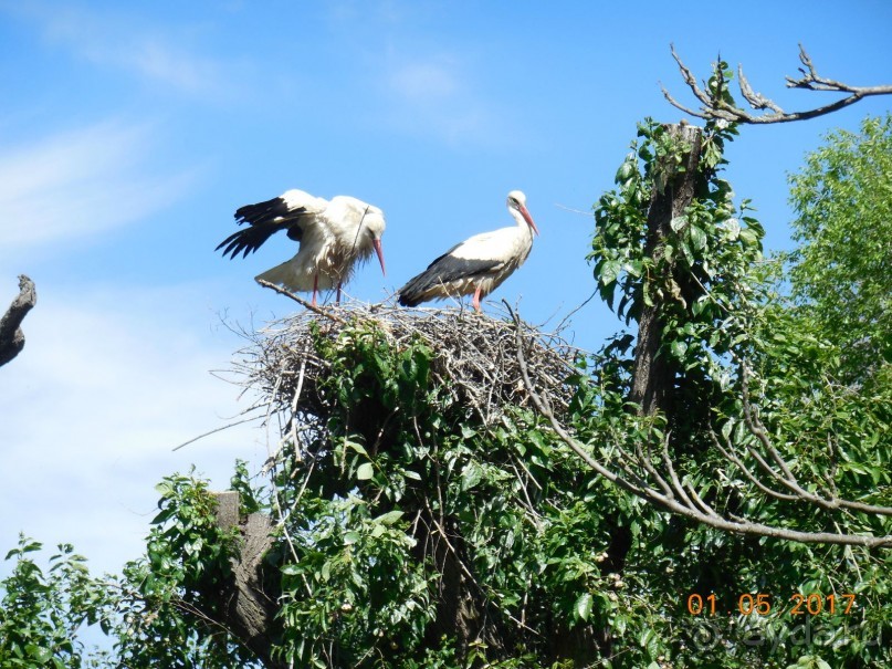 Мадрид в деталях для детей 5-6 лет и не только.