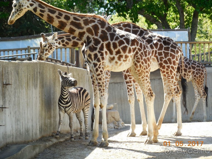 Мадрид в деталях для детей 5-6 лет и не только.