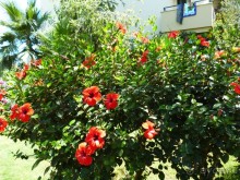 фото Libuse
