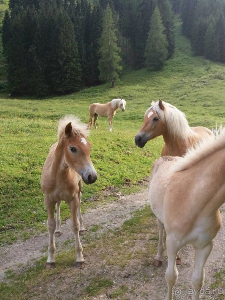 Трекинг в г. Мальниц, Каринтия