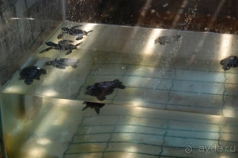 Это 3*,но очень хорошая,если не ждать сервиса 5*........то рекомендую.