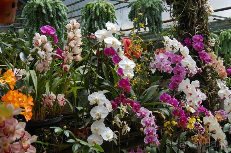 Старой доброй Ясаке,"наступают на пятки" современные отели.