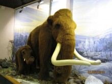 Всё в одном флаконе. От истории Края до коллекции бабочек и рыб