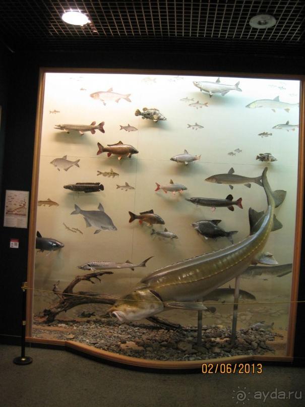 Всё в одном флаконе. От истории Края до коллекции бабочек и рыб