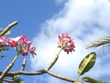 фото Ramada Plaza Marco Polo