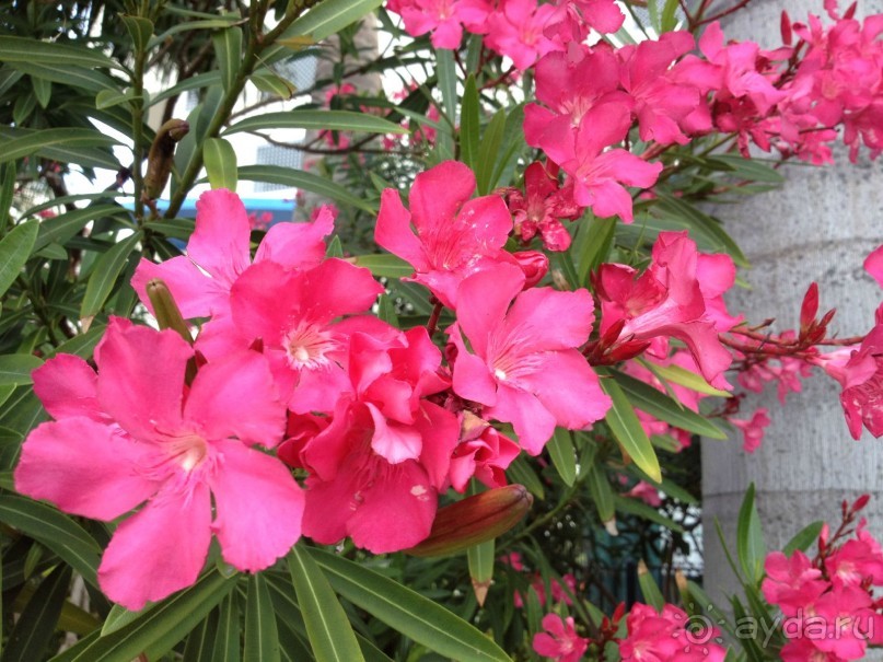 фото Ramada Plaza Marco Polo